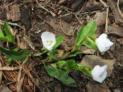 Commelina platyphylla