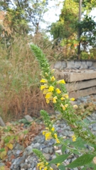 Orobanchaceae