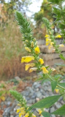 Orobanchaceae