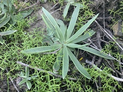 Dudleya lanceolata