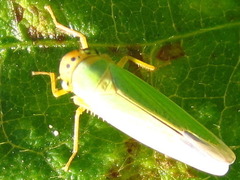 Cicadella