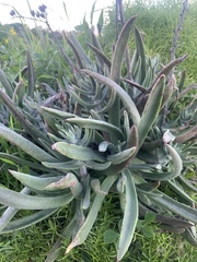 Dudleya lanceolata