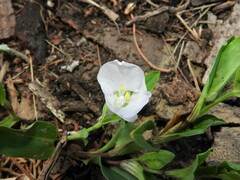 Commelina platyphylla