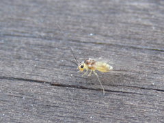 Stenopsocus