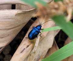 Coleoptera