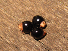 Persicaria perfoliata