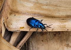 Coleoptera