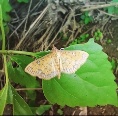 Herpetogramma cynaralis