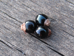 Persicaria perfoliata