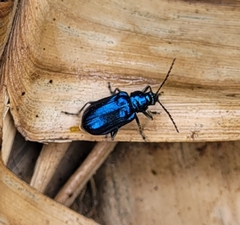 Coleoptera