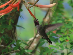 Heliomaster longirostris
