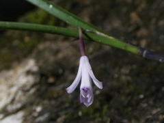 Scaphyglottis
