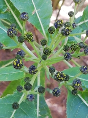 Verbesina oncophora