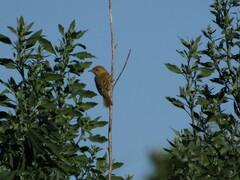 Pseudocolopteryx acutipennis