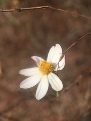 Nicolletia trifida