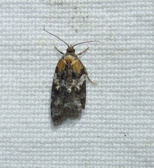 Acleris variana