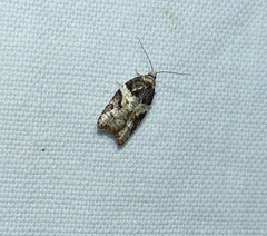 Acleris variana