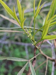 Searsia lancea