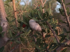 Plagiodontes patagonicus