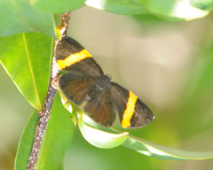 Pirascca tyriotes