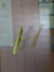 Orthodera