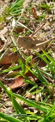 Xyleus discoideus