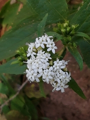 Stevia ovata