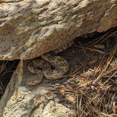 Crotalus pyrrhus