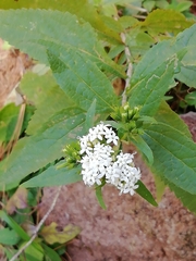 Stevia ovata