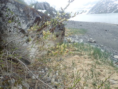 Salix sitchensis