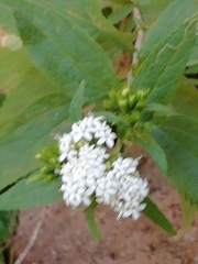 Stevia ovata