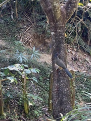 Ortalis poliocephala