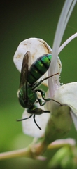 Pseudaugochlora