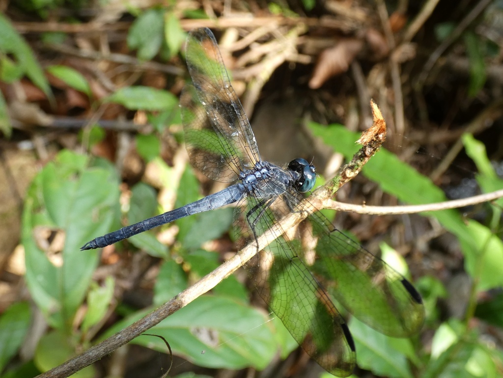Morton's Skimmer