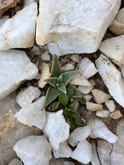 Dudleya saxosa