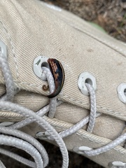 Chtonobdella limbata