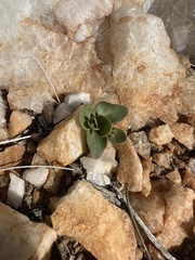 Dudleya saxosa