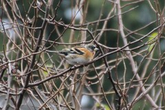 Fringilla montifringilla