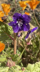 Phacelia parryi