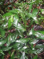 Ichnanthus pallens