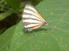 Arawacus lincoides
