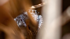 Phidippus comatus
