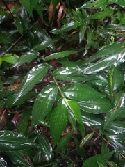 Ichnanthus pallens