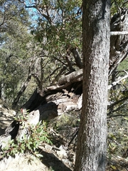 Arbutus arizonica