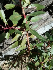 Arbutus arizonica