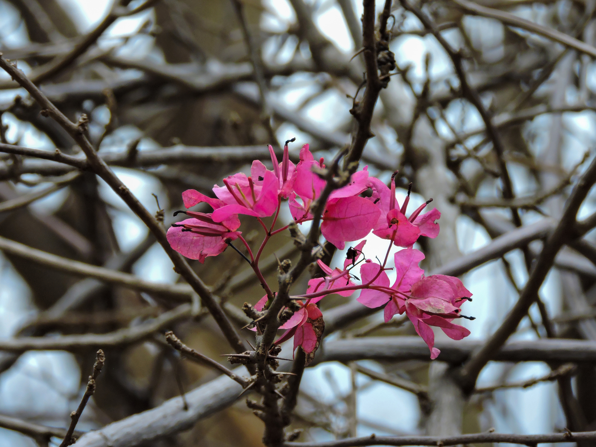 Bougainvillea image