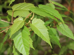 Acer caudatifolium