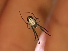Leucauge regnyi