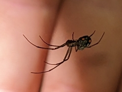 Leucauge regnyi