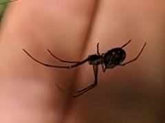 Leucauge regnyi